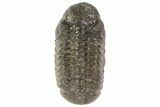 Austerops Trilobite Fossil - Rock Removed #67033-2